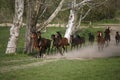 Panoramic view of herd of horses while running home on rural animal farm Royalty Free Stock Photo