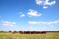 Panoramic view of herd of horses on summer pasture