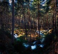 Panoramic view of a high mountain winter stream running through a pine forest Royalty Free Stock Photo