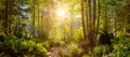 Panoramic View of Hiking Path in Green and Vibrant Rain Forest Royalty Free Stock Photo