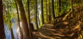 Hiking Path in Green and Vibrant Rain Forest Royalty Free Stock Photo