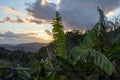 Panoramic view on hills near Pienza, Tuscany, Italy. Tuscan landscape with cypress trees, vineyards, forests and ploughed fields Royalty Free Stock Photo