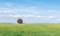 Panoramic view of holm oak isolated on a green wheat field, under a clean blue sky Royalty Free Stock Photo