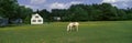 Panoramic view of horses grazing in springtime field, Eastern Shore, MD Royalty Free Stock Photo