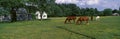 Panoramic view of horses grazing in springtime field, Eastern Shore, MD Royalty Free Stock Photo