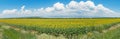 Panoramic view of huge field sunflowers Royalty Free Stock Photo