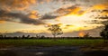 Panoramic view of isolated tree at sunset Royalty Free Stock Photo