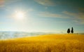Panoramic view of Italian Tuscany landscape of wheat field, ears and yellow hills and cypress tree Royalty Free Stock Photo