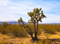 Joshua Tree National Park Yucca Valley in Mojave desert California USA. Tourism and vacations concept Royalty Free Stock Photo