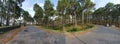 Panoramic View of Jungle with Paved Road passing through the tall trees