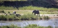 Panoramic view of a lake in the African savannah where there are hippos and African elephants
