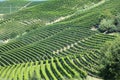 Panoramic view of langhe vineyard Royalty Free Stock Photo