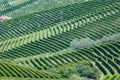 Panoramic view of langhe vineyard Royalty Free Stock Photo