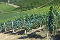 Panoramic view of langhe vineyard Royalty Free Stock Photo