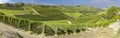 Panoramic view of langhe vineyard Royalty Free Stock Photo