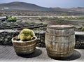 Panoramic view in Lanzarote, and detail of a cactus and a barrel. Royalty Free Stock Photo