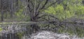 Panoramic view of large tree by marsh lands in spring time