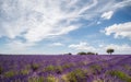 Panoramic view of a lavender field in full bloom with a tree in the background on a sunny day with clouds in the blue sky Royalty Free Stock Photo
