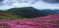 Panoramic view in lawn with pink rhododendron flowers, beautiful sky with clouds in spring time. Mountains landscapes. Royalty Free Stock Photo