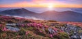 Panoramic view in lawn with pink rhododendron flowers, beautiful sunset with orange sky in summer time. Mountains landscapes. Royalty Free Stock Photo