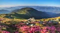 Panoramic view in lawn with rhododendron flowers. Mountains landscapes. Concept of nature rebirth. Save Earth. Amazing summer day