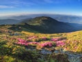 Panoramic view in lawn with rhododendron flowers. Mountains landscapes. Concept of nature rebirth. Save Earth. Amazing summer day Royalty Free Stock Photo