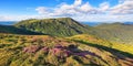 Panoramic view in lawn with rhododendron flowers. Mountains landscapes. Location Carpathian mountain, Ukraine, Europe. Summer. Royalty Free Stock Photo