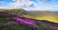 Panoramic view in lawn with rhododendron flowers. Mountains landscapes. Location Carpathian mountain, Ukraine, Europe. Summer. Royalty Free Stock Photo