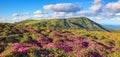 Panoramic view in lawn with rhododendron flowers. Mountains landscapes. Location Carpathian mountain, Ukraine, Europe. Beautiful Royalty Free Stock Photo