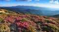 Panoramic view in lawn with rhododendron flowers. Mountains landscapes. Location Carpathian mountain, Ukraine, Europe. Beautiful Royalty Free Stock Photo