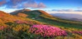 Panoramic view in lawn with rhododendron flowers. Mountains landscapes. Location Carpathian mountain, Ukraine, Europe. Summer Royalty Free Stock Photo