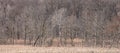 Panoramic view of leafless trees by the lake Royalty Free Stock Photo