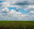 Panoramic view of lines of young shoots on big field with quadrocopter