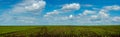 Panoramic of lines of young shoots on big field