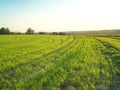 panoramic view of lines of young shoots on big green field. Plowed agricultural field ready for seed sowing, planting process.