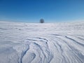 Panoramic view with a lonely tree on the snowy field with snowdrifts shaped by the wind and blizzard. Cold winter scene with a oak Royalty Free Stock Photo