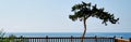 Panoramic view lonely tropical tree and Mediterranean sea Royalty Free Stock Photo