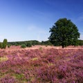 Panoramic view on Lueneburg Heath Royalty Free Stock Photo