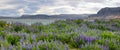 Panoramic view of Lupin fields in rural Iceland