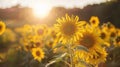 A panoramic view of a lush field of sunflowers the bright yellow flowers gleaming in the sunlight. A caption at the