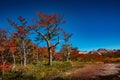 Panoramic view of magical colorful fairytale forest at Tierra del Fuego National Park, Patagonia, Argentina, Autumn time, blue sky Royalty Free Stock Photo
