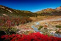 Panoramic view of magical colorful fairytale forest at Tierra del Fuego National Park in Patagonia, Argentina Royalty Free Stock Photo