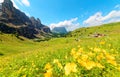 Panoramic view of majestic Dolomiti mountains with lovely wild flowers blooming in the green grassy valley on a bright sunny summe Royalty Free Stock Photo