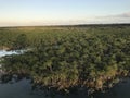 Panoramic view of mangrove swamp Royalty Free Stock Photo
