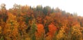 Panoramic view of many autumn trees caught in mist