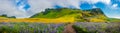 Panoramic view of meadow field with yellow flowers and violet lupin near city of Vik at South Iceland, summer time