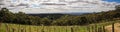 Panoramic view on the meadows and vines around Mt Gambier, South Australia, Australia Royalty Free Stock Photo