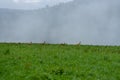panoramic view of misty forest in mountain area with dear runnin