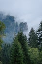 panoramic view of misty forest in mountain area with mountains h