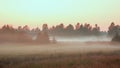 Panoramic view of misty forest,retro, vintage style look. Panorama of autumn landscape, fog in the forest at sunset time Royalty Free Stock Photo